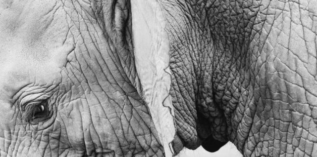 découvrez tout sur les rides : prévention, traitements efficaces et conseils pour une peau lisse et éclatante à tout âge.